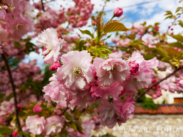 Mairie du Thillay Fleurs 95- Avril 2024